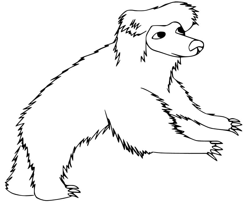 A Sloth Bear Coloring Game A Sloth Bear