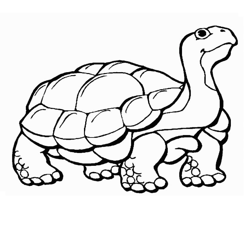 A Turtle Coloring Game A Turtle