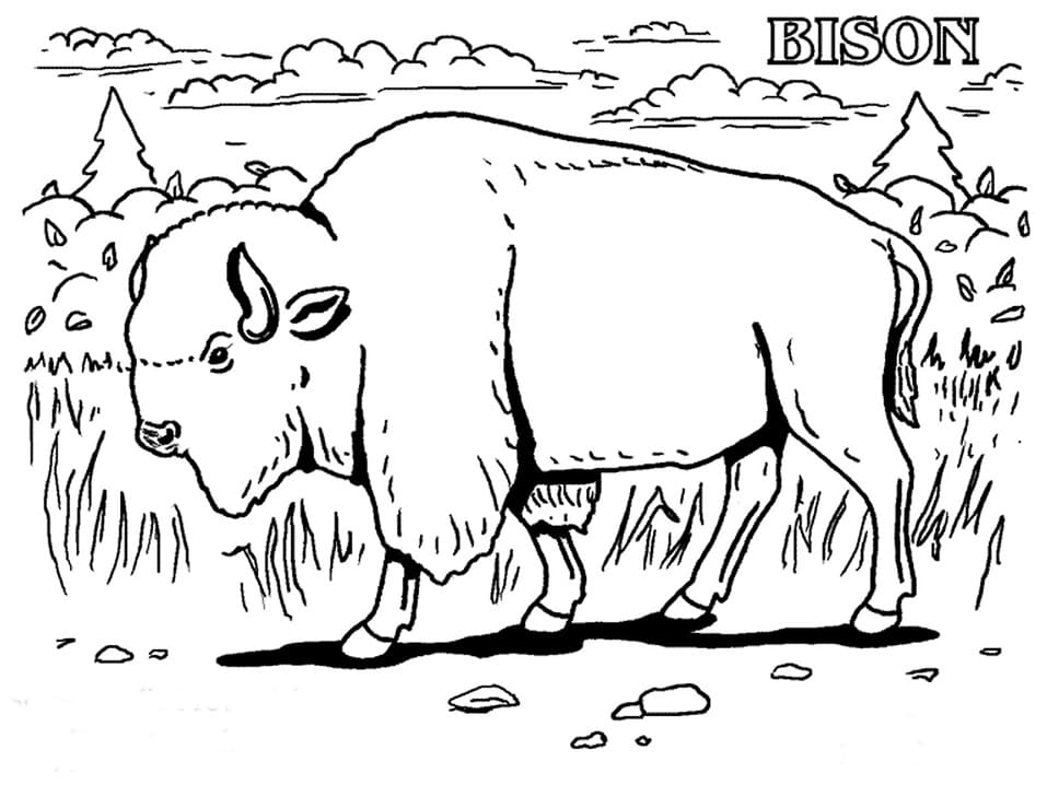 A Wild Bison Coloring Game A Wild Bison