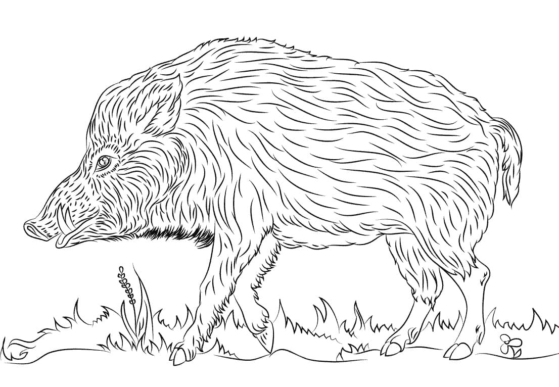 A Wild Boar