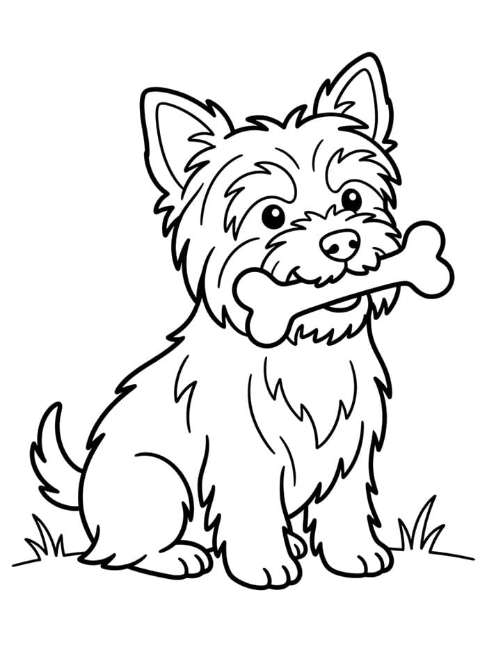 A Yorkie