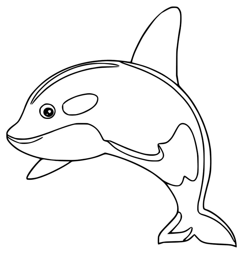 Killer Whale