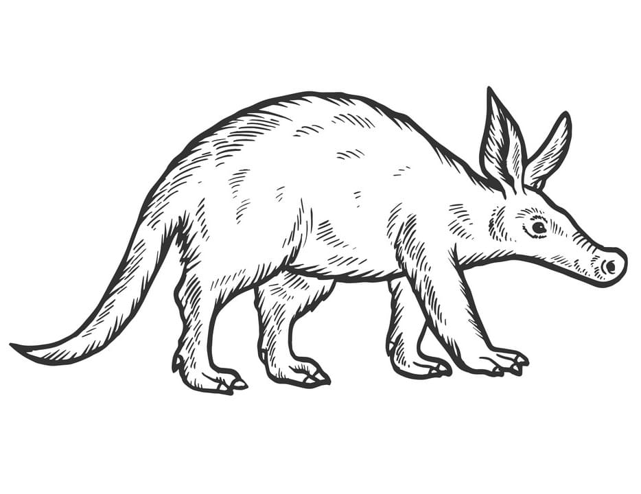 Aardvark 1