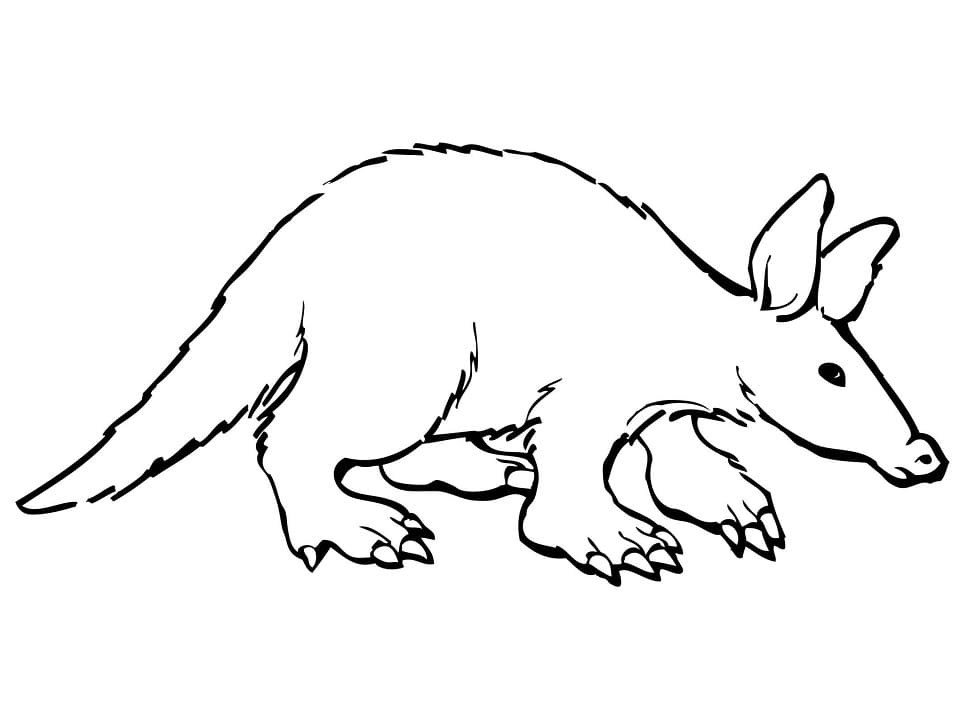 Aardvark