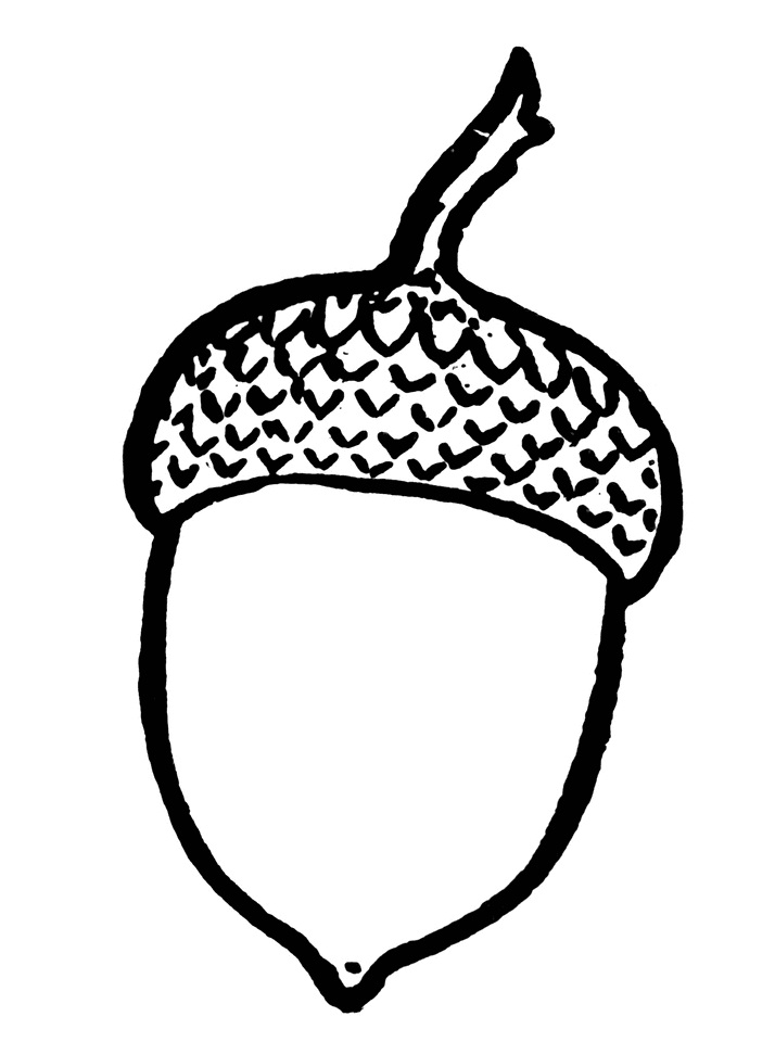 Acorn 2