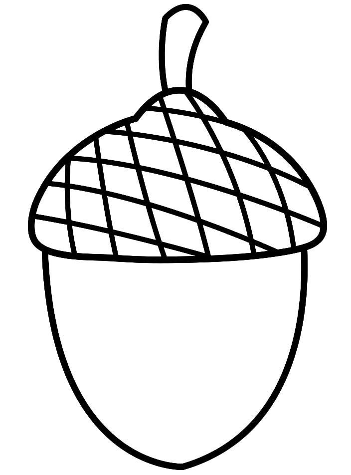 Acorn 6