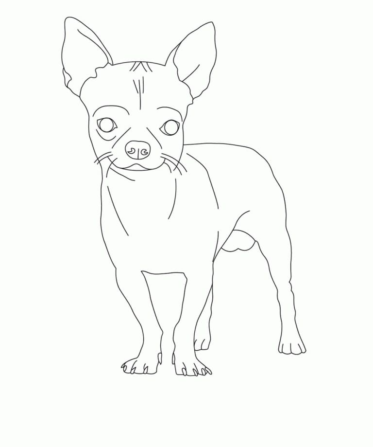 Adorable Chihuahua Coloring Game Adorable Chihuahua