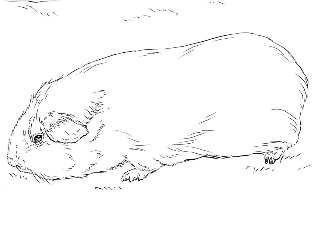 Adorable Guinea Pig Coloring Game Adorable Guinea Pig