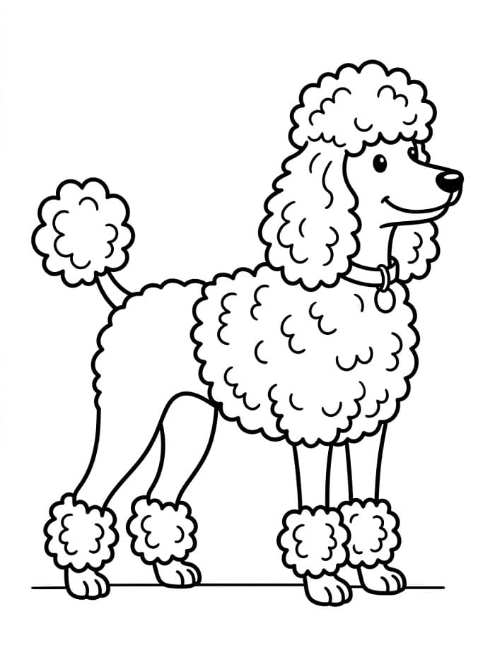 Adorable Poodle Dog