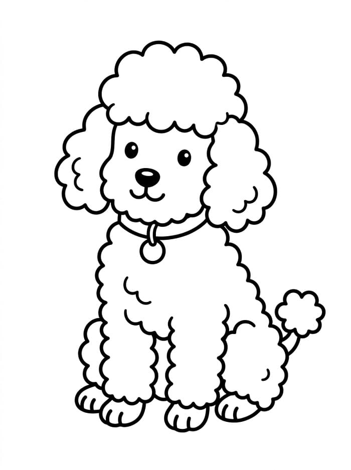 Adorable Poodle