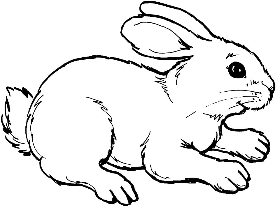 Adorable Rabbit Coloring Game Adorable Rabbit