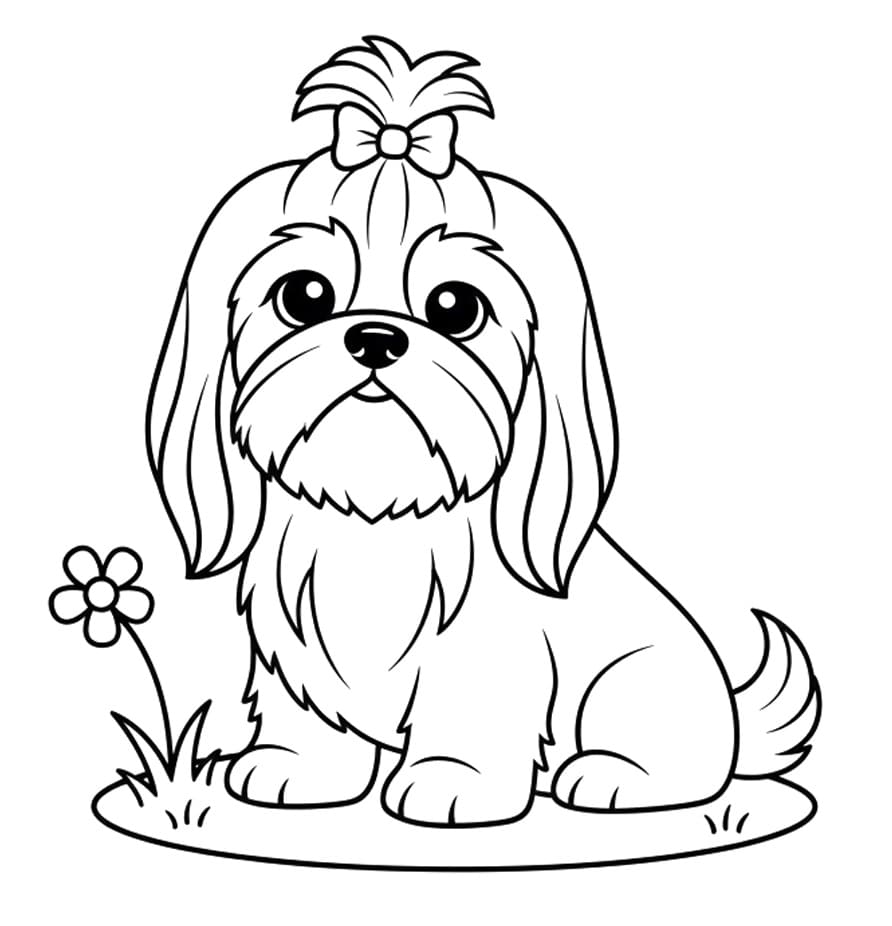 Adorable Shih Tzu Dog