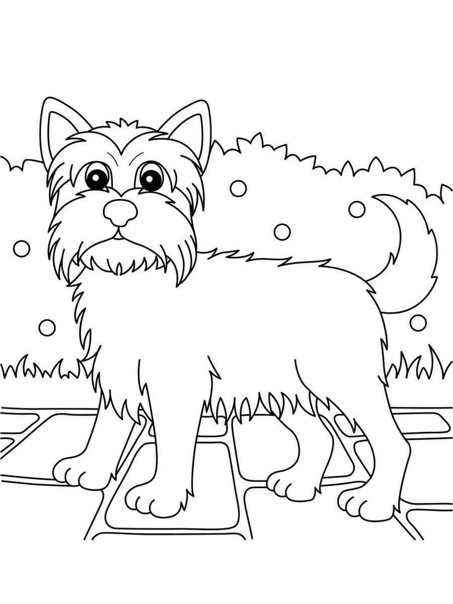 Yorkie