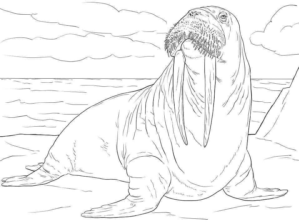 Adult Walrus