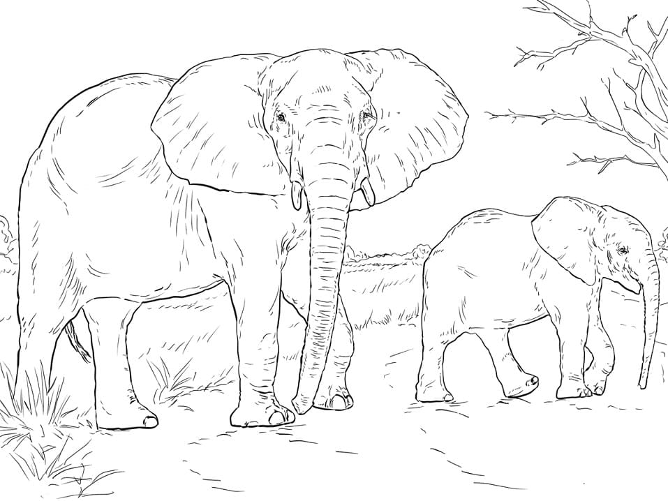 African Elephants