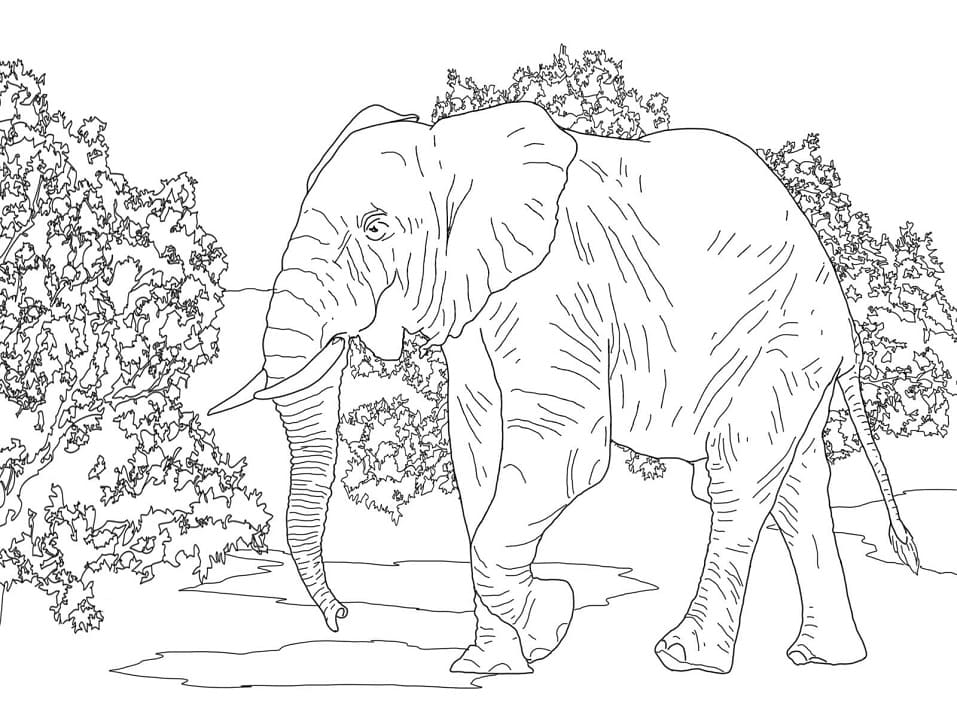 African Forest Elephant 1 Coloring Game African Forest Elephant 1