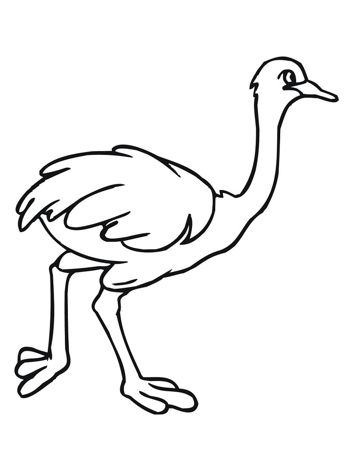 African Ostrich