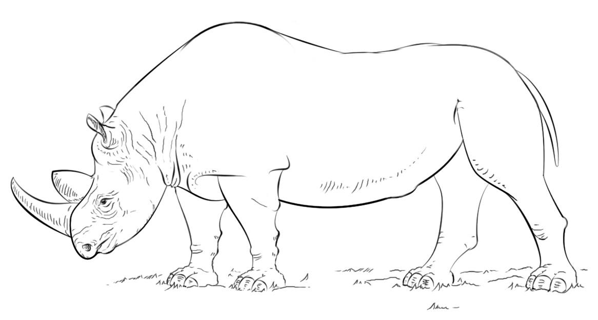 African Rhino Coloring Game African Rhino