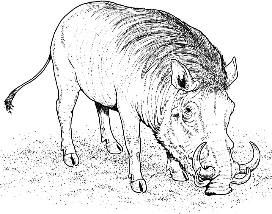 African Warthog