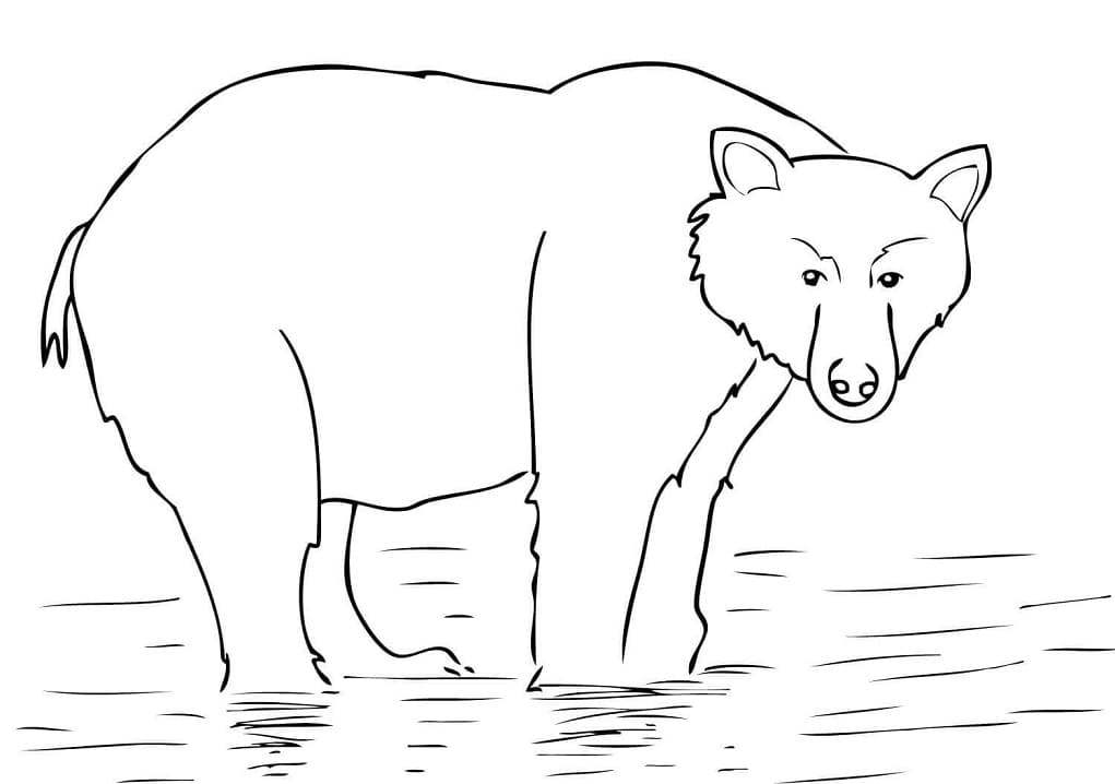 Alaska Brown Bear Coloring Game Alaska Brown Bear