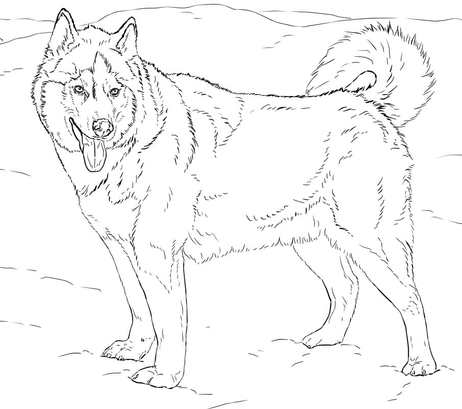 Alaskan Husky Coloring Game Alaskan Husky