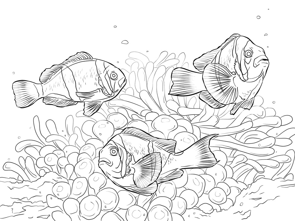 Allards Clownfishes