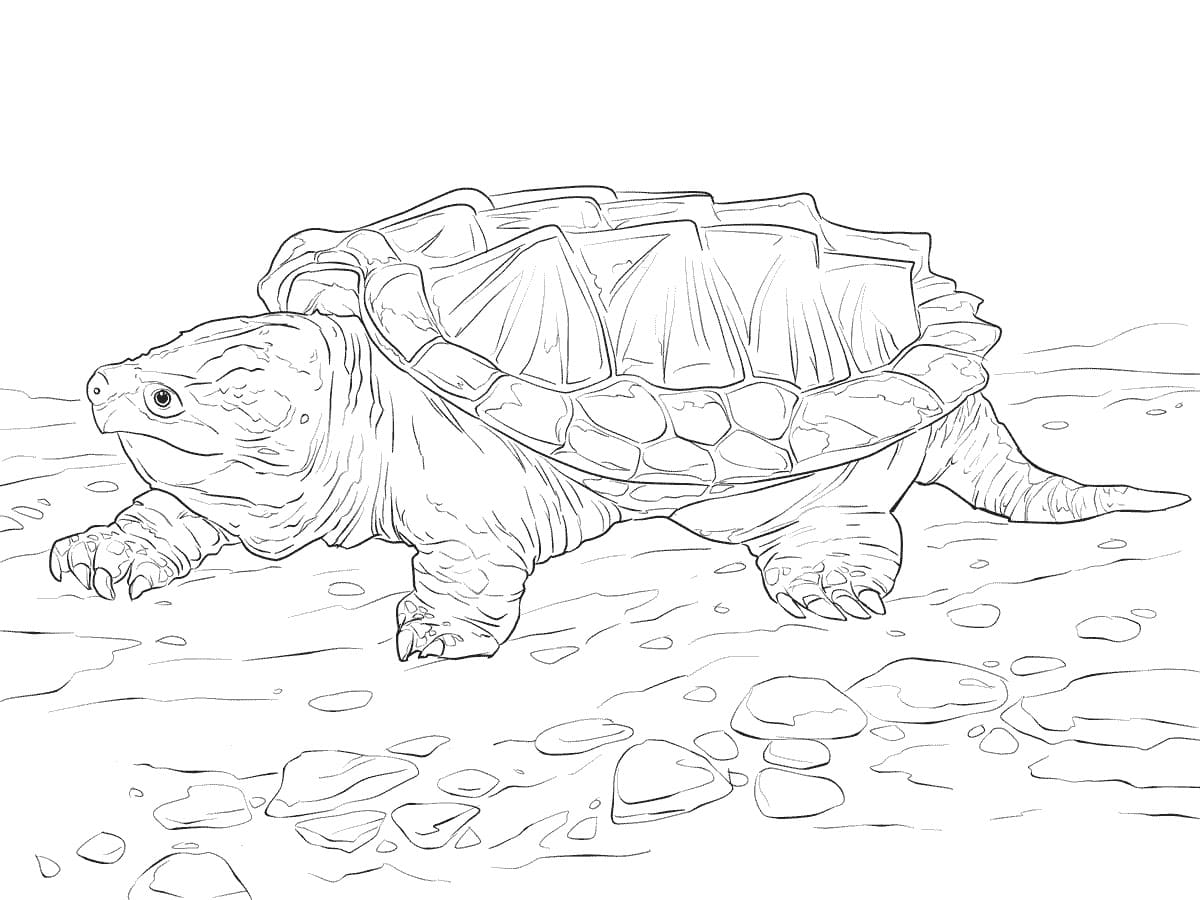 Alligator Snapping Turtle Coloring Game Alligator Snapping Turtle