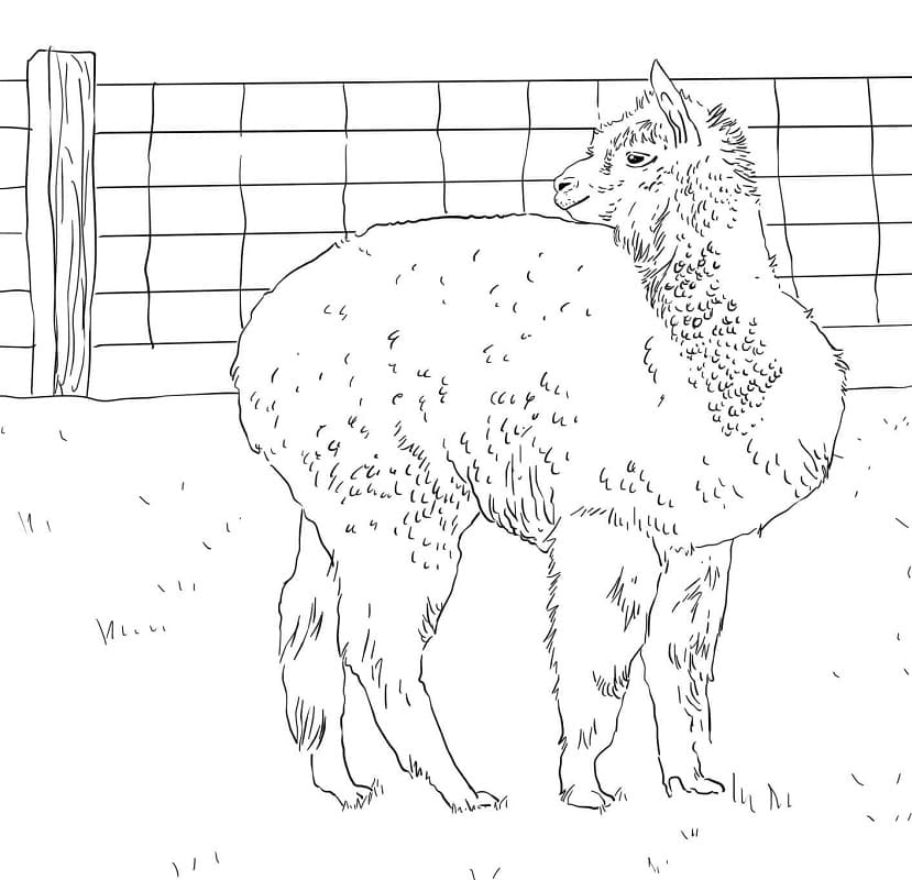 Alpaca Looks Back