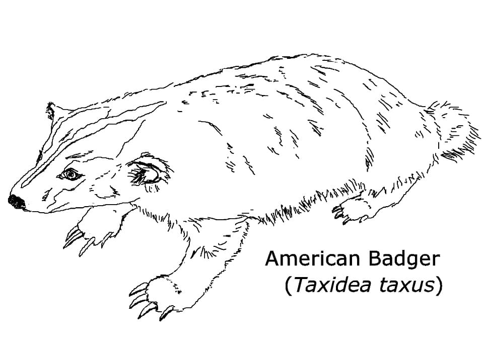 American Badger 1 Coloring Game American Badger 1