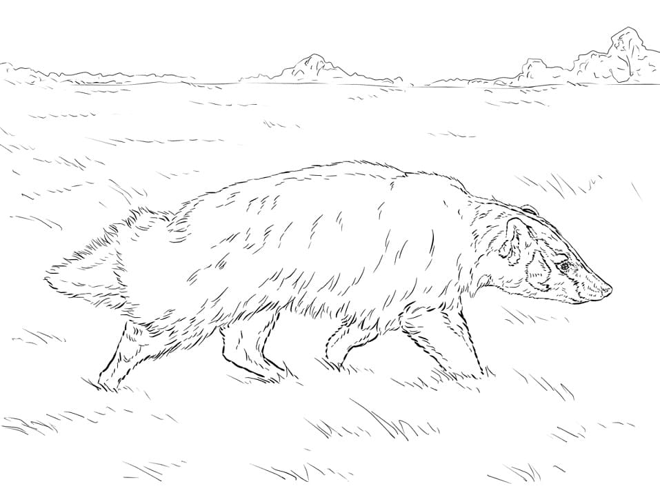 American Badger Coloring Game American Badger