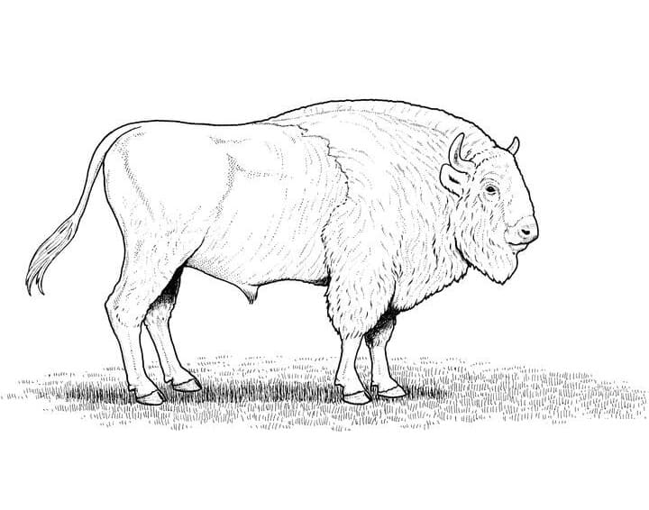 Family Bison Coloring - Play Free Coloring Game Online