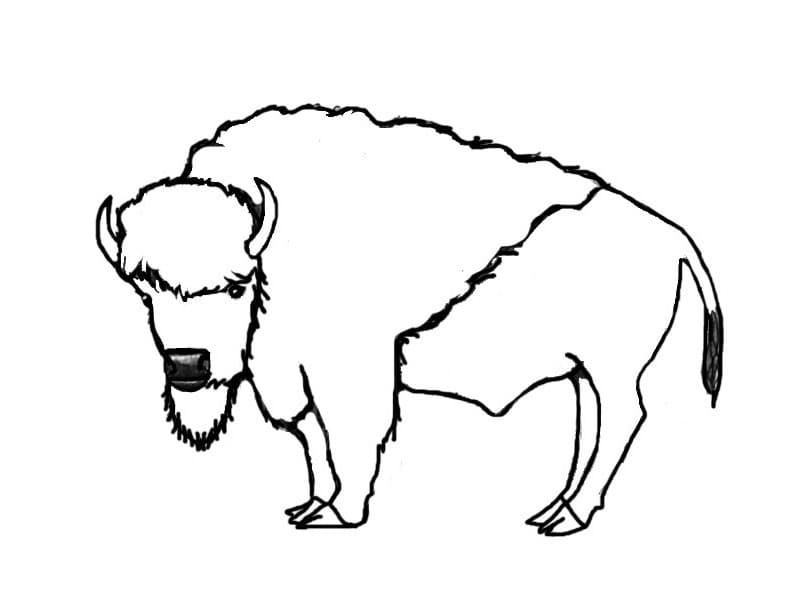 American Bison 3 Coloring Game American Bison 3