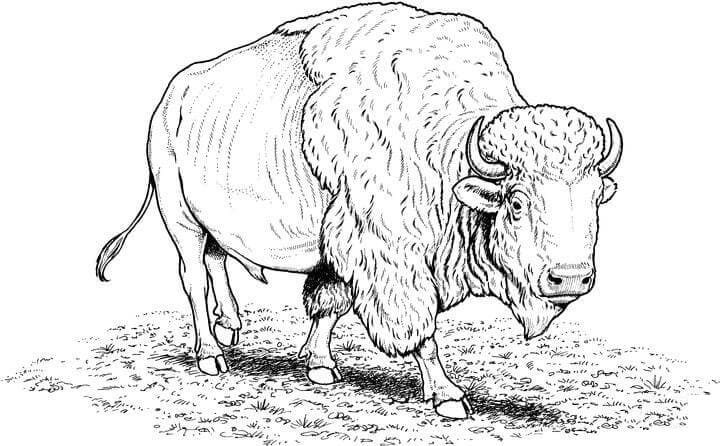 American Bison Coloring Game American Bison