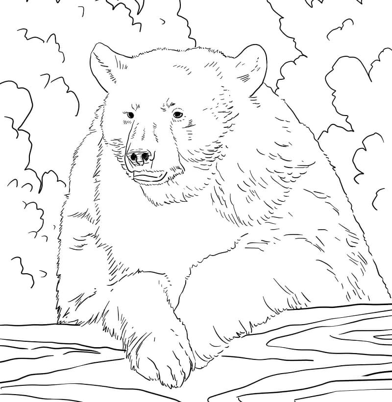 American Black Bear 1 Coloring Game American Black Bear 1