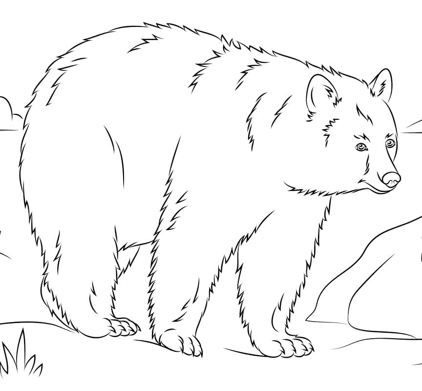 American Black Bear 3 Coloring Game American Black Bear 3