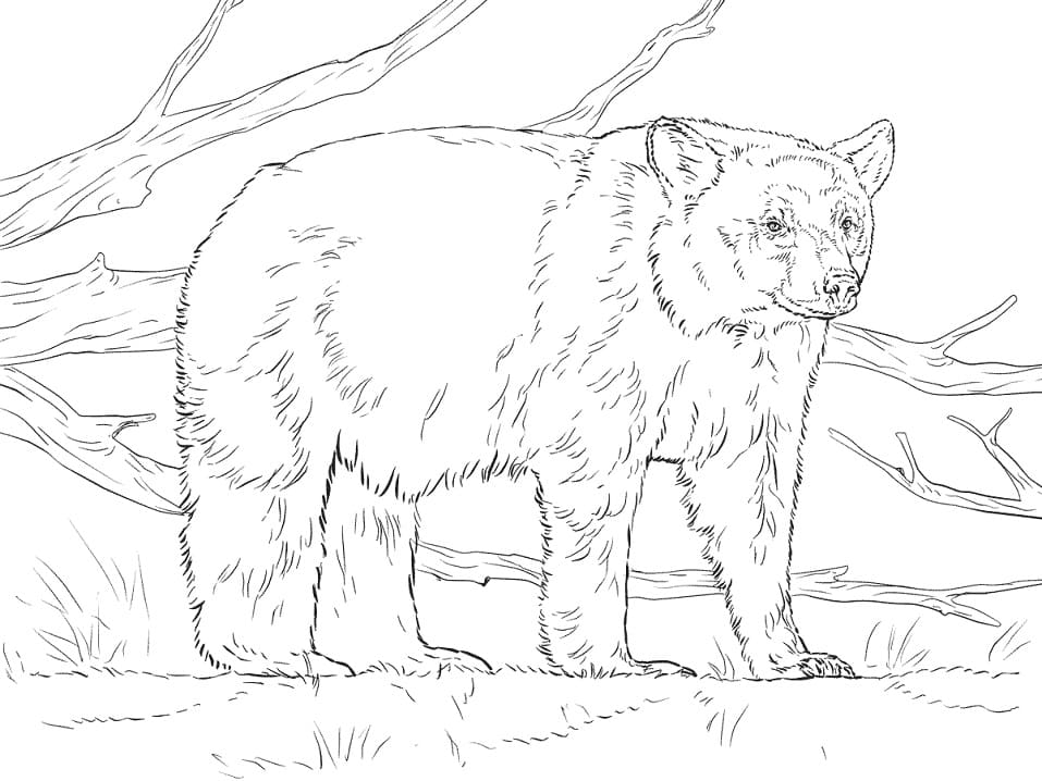 American Black Bear Coloring Game American Black Bear