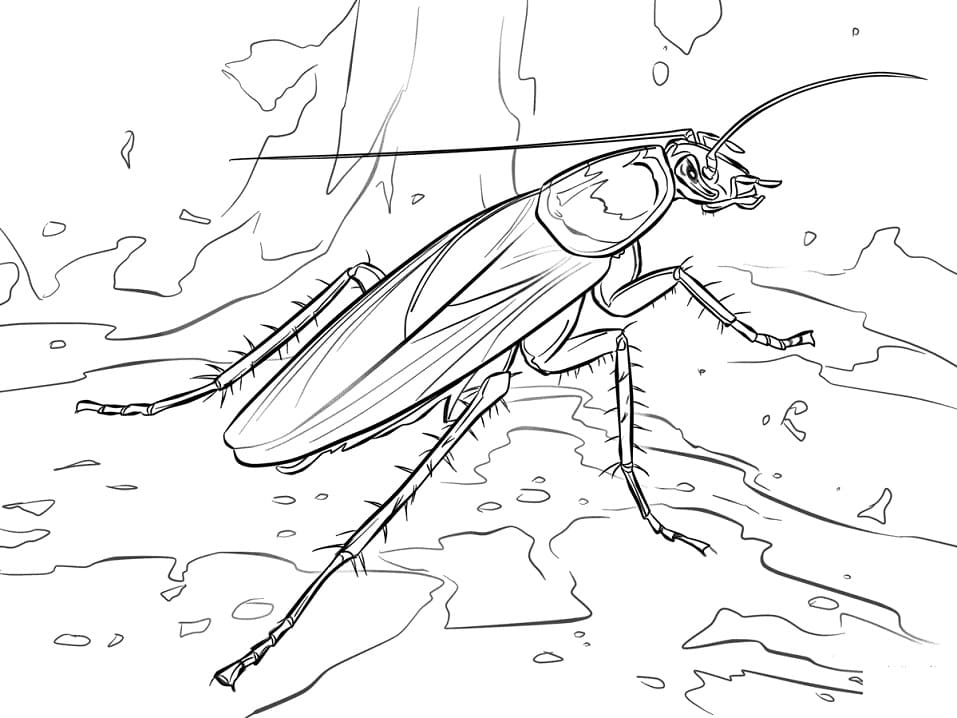 American Cockroach Coloring Game American Cockroach