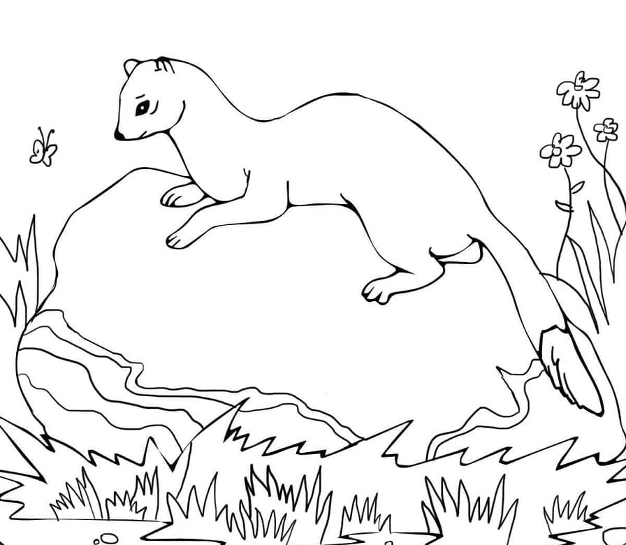 American Polecat Coloring Game American Polecat