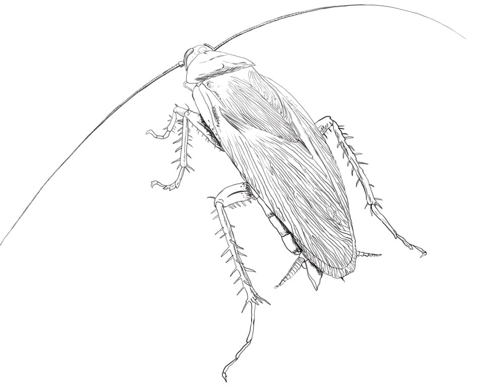 An American Cockroach Coloring Game An American Cockroach