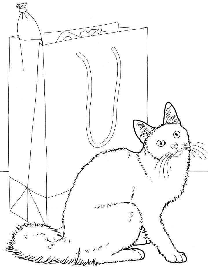 Angora Cat Coloring Game Angora Cat
