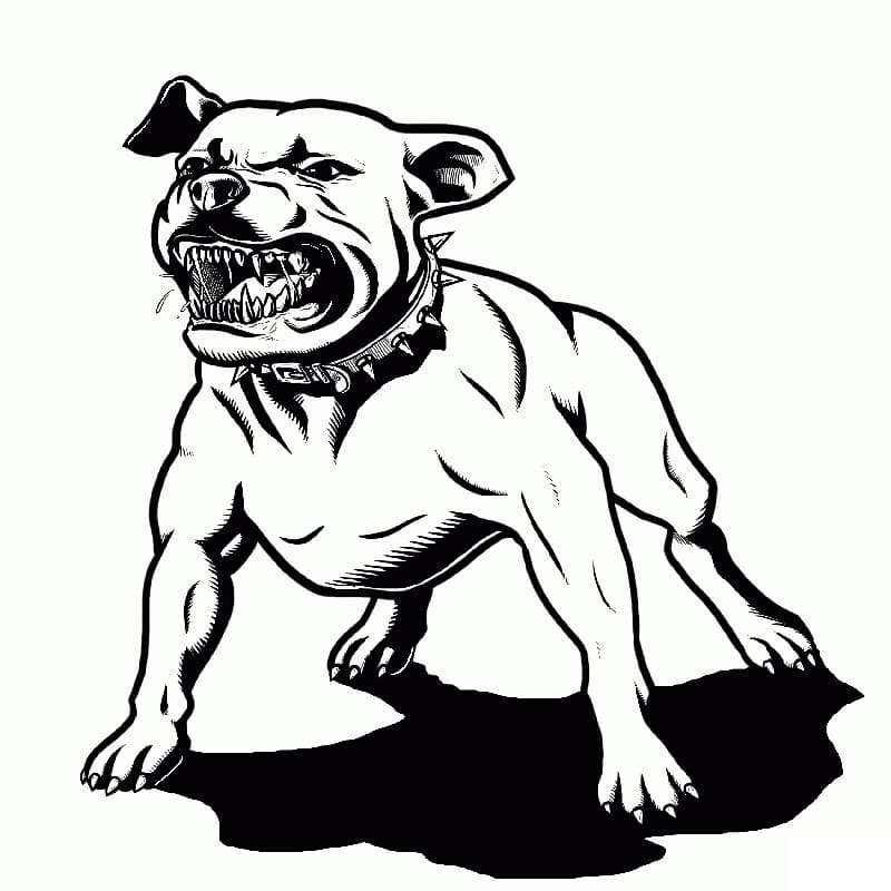 Angry Pitbull Coloring Game Angry Pitbull