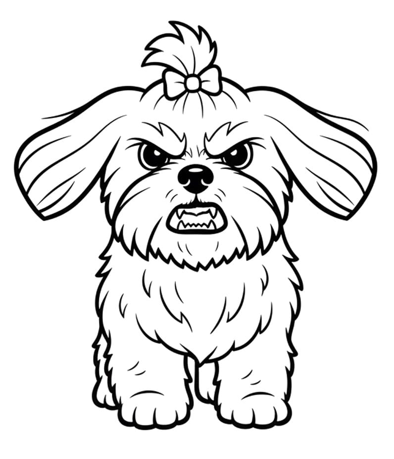 Angry Shih Tzu