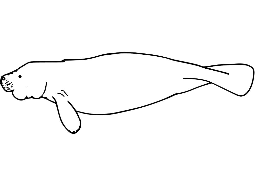 Animal Manatee