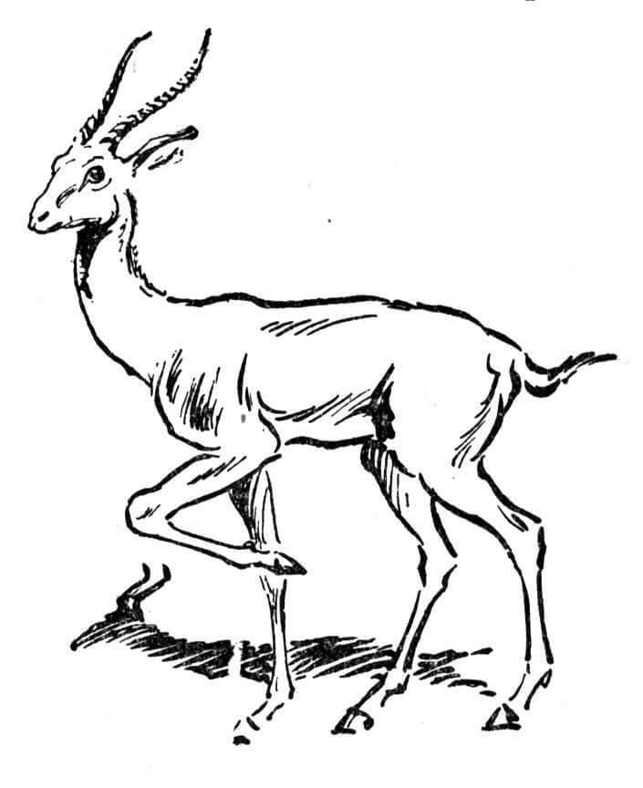 Antelope Printable