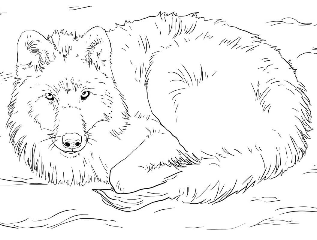 Arctic Wolf Laying on Snow Coloring Game Arctic Wolf Laying on Snow