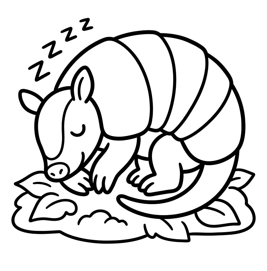 Armadillo Basic
