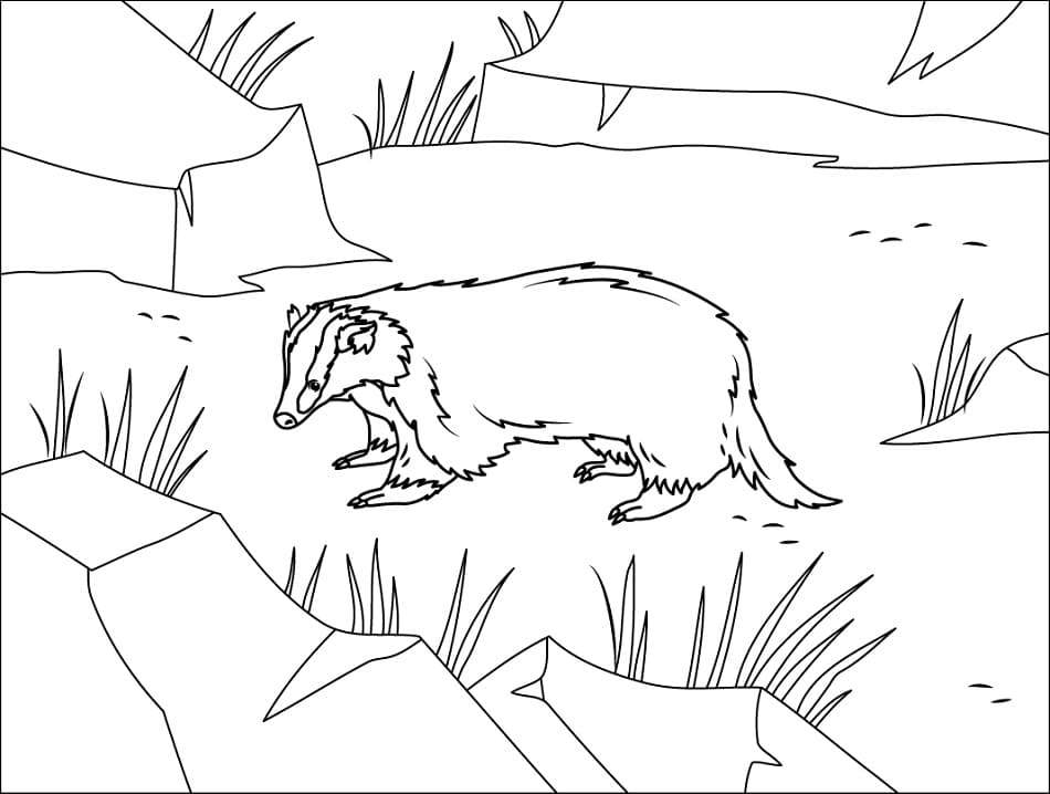 Asian Badger Coloring Game Asian Badger