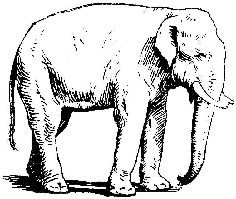 Asian Elephant