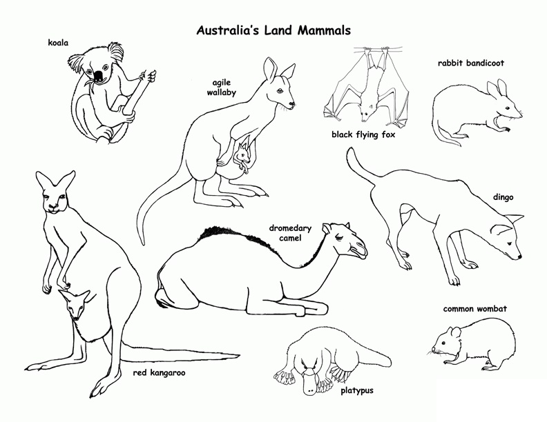Australia Animals