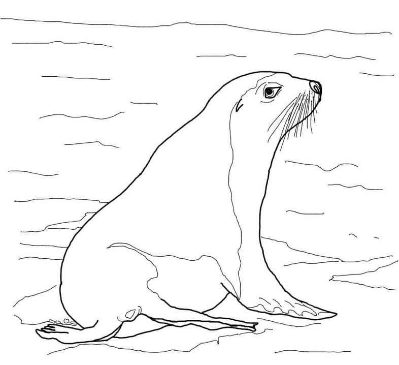 Australian Sea Lion Coloring Game Australian Sea Lion